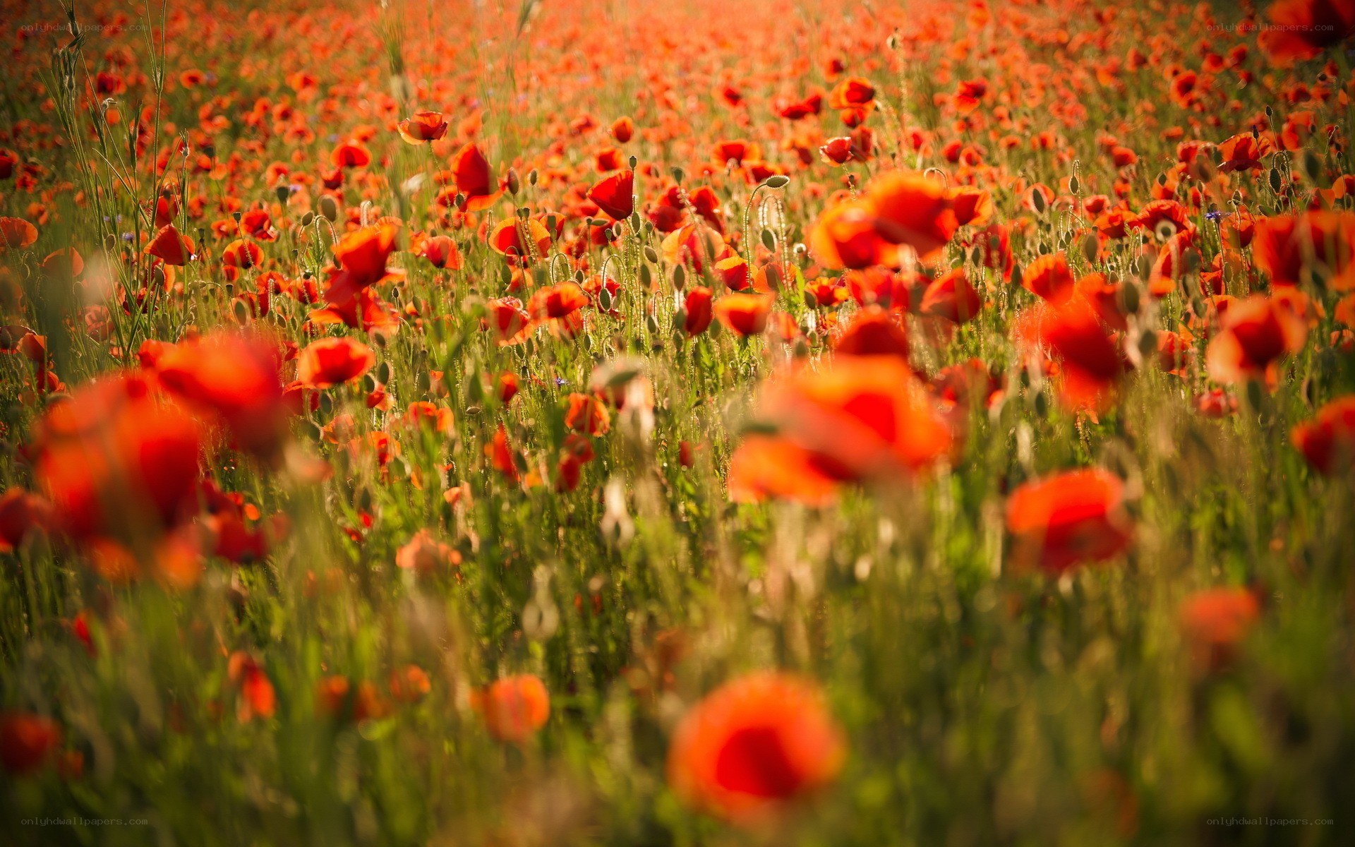 Red poppy field at sunset