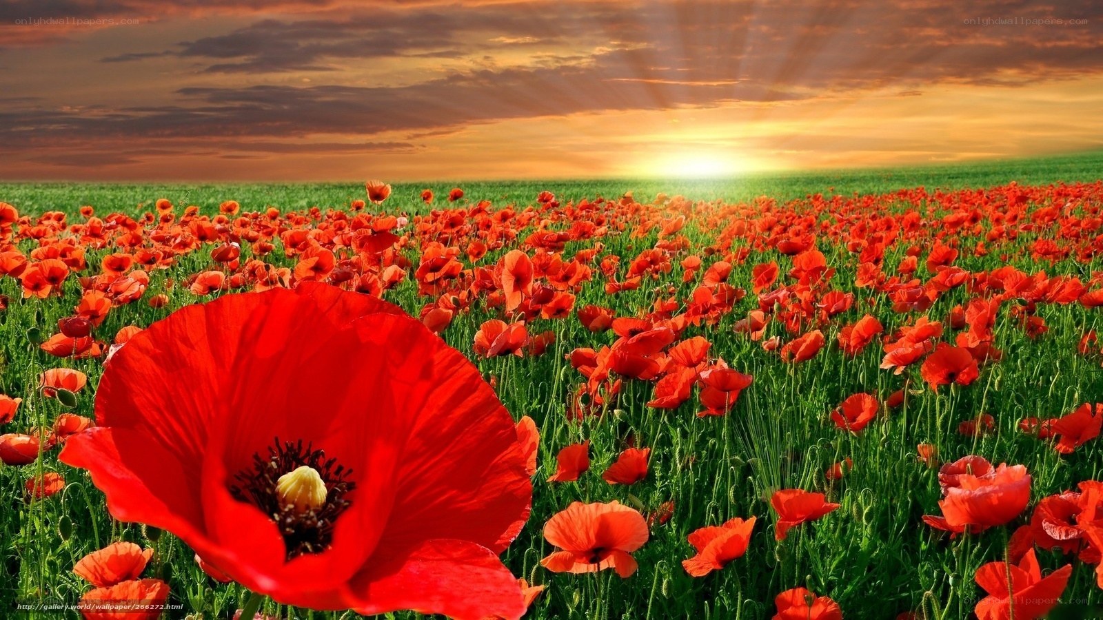 Red poppy field at sunset