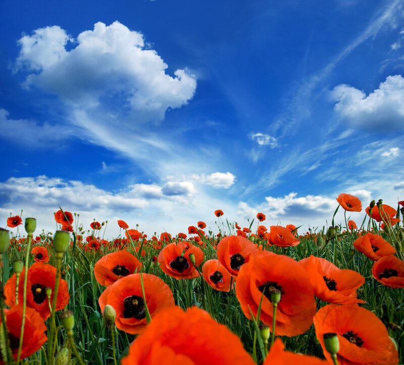 Red Poppy Field — Blue, Serene, Afternoon