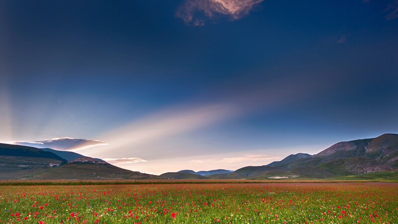 Red Poppy Field — Blue, Serene, Sunset