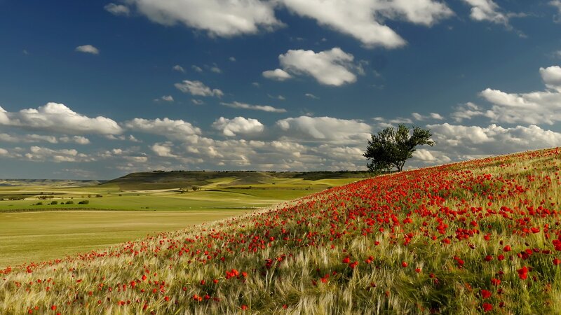 Red Poppy Field — Blue, Serene