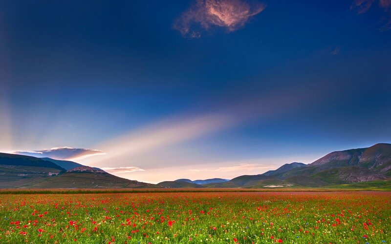 Red Poppy Field — Blue