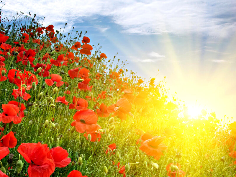 Red Poppy Field — Bright