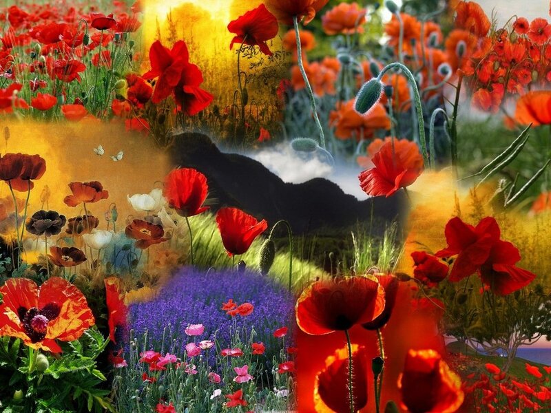 Red Poppy Field Collage