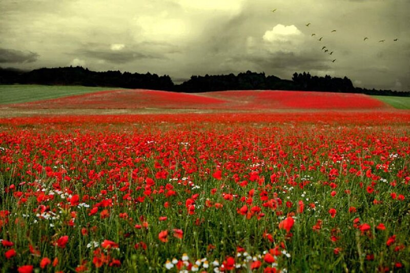 Red Poppy Field — Dramatic, Afternoon, Photograph, Birds