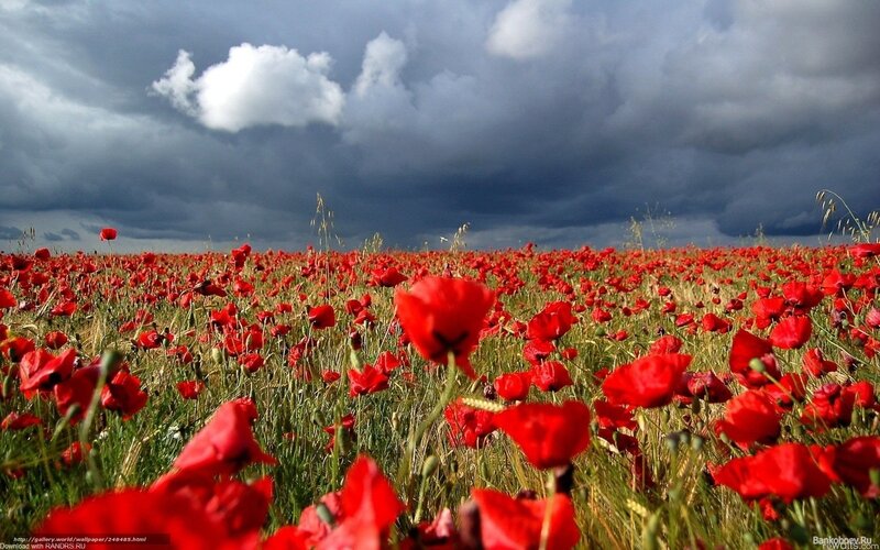 Red Poppy Field — Dramatic, Afternoon, Photograph, Clouds, Grass