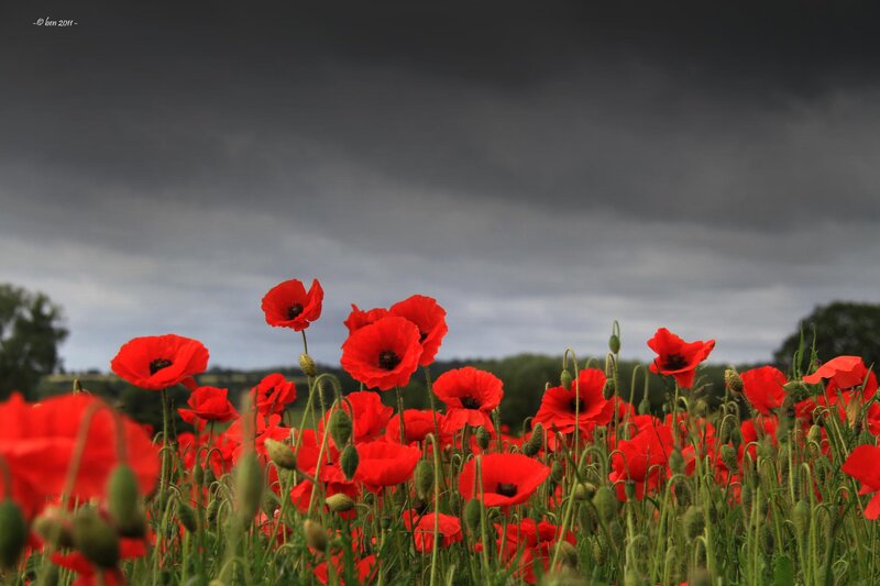 Red Poppy Field — Dramatic, Afternoon, Photograph, Clouds, Green Stems