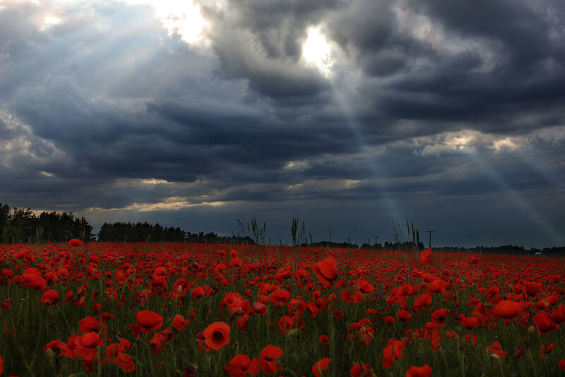 Red Poppy Field — Dramatic, Afternoon, Photograph, Clouds, Sunbeams