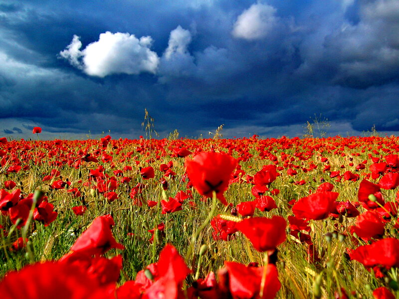 Red Poppy Field — Dramatic, Afternoon, Photograph, Clouds