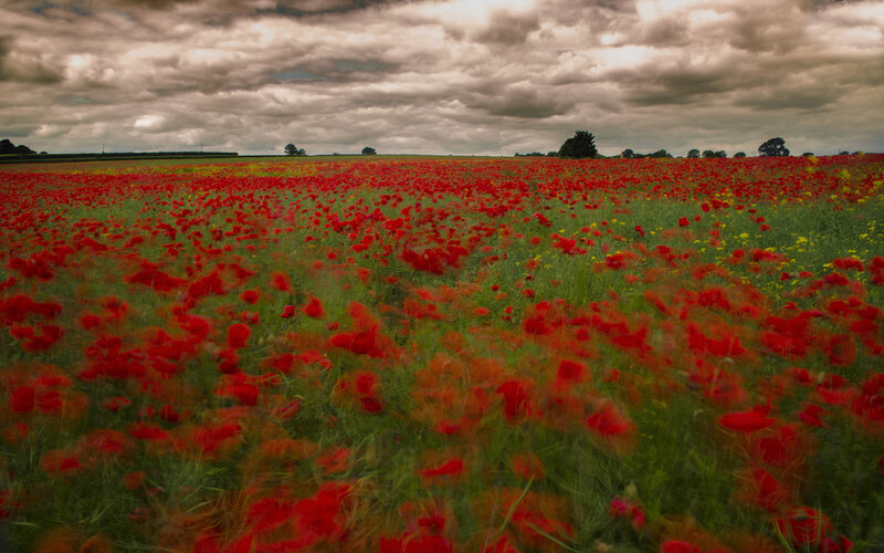 Red Poppy Field — Dramatic, Afternoon, Photograph, Clouds, Trees