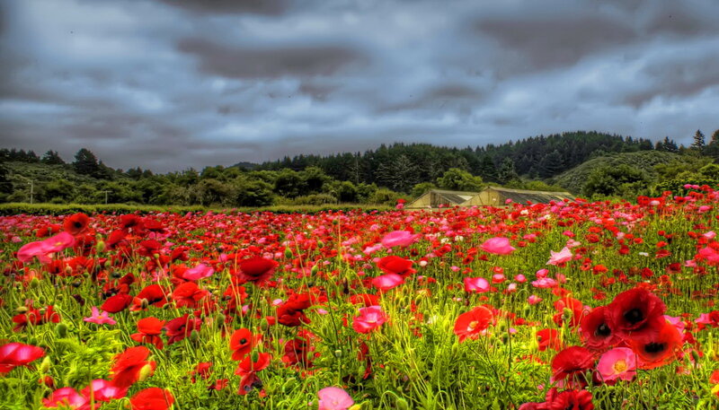 Red Poppy Field — Dramatic, Afternoon, Photograph, Green Grass