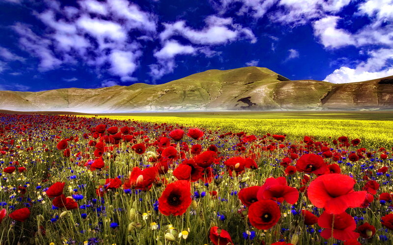 Red Poppy Field — Dramatic, Afternoon, Photograph, Mountain, Sky