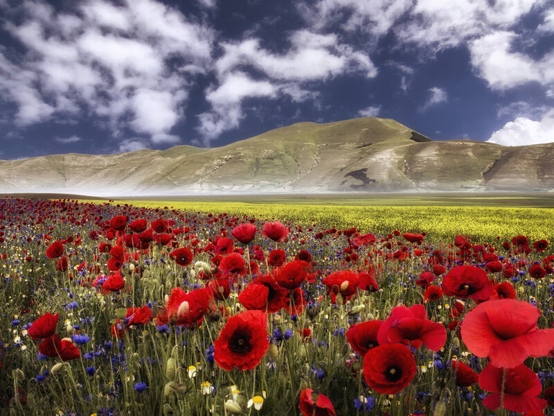 Red Poppy Field — Dramatic, Afternoon, Photograph, Mountain