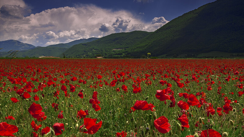 Red Poppy Field — Dramatic, Afternoon, Photograph, Mountains, Clouds, Grass