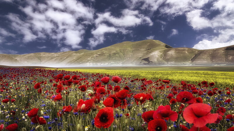 Red Poppy Field — Dramatic, Afternoon, Photograph, Mountains, Clouds