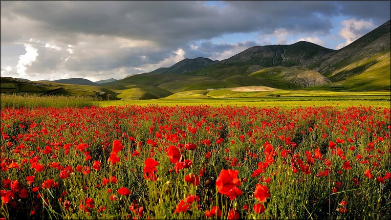 Red Poppy Field — Dramatic, Afternoon, Photograph, Mountains, Sky