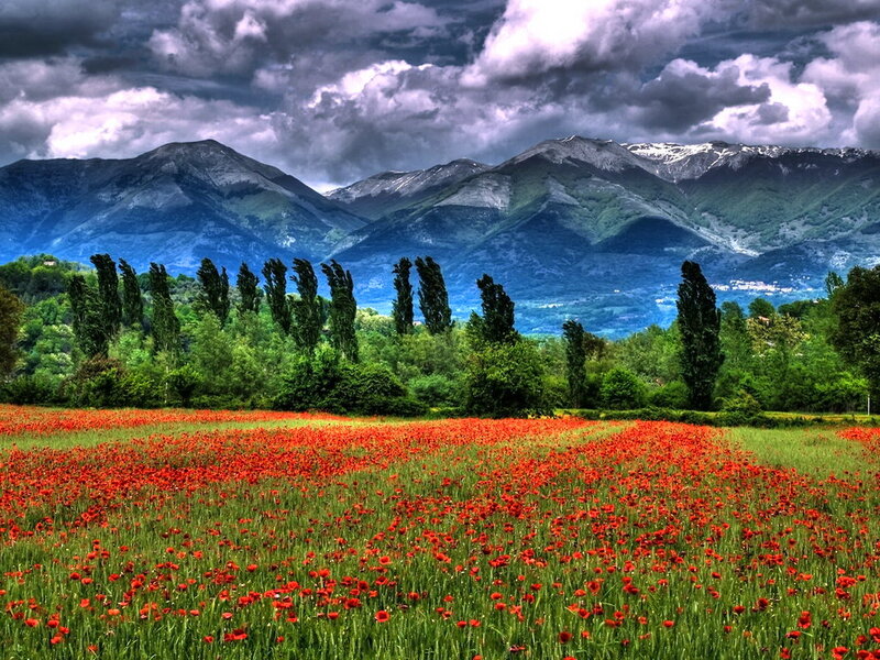 Red Poppy Field — Dramatic, Afternoon, Photograph, Mountains