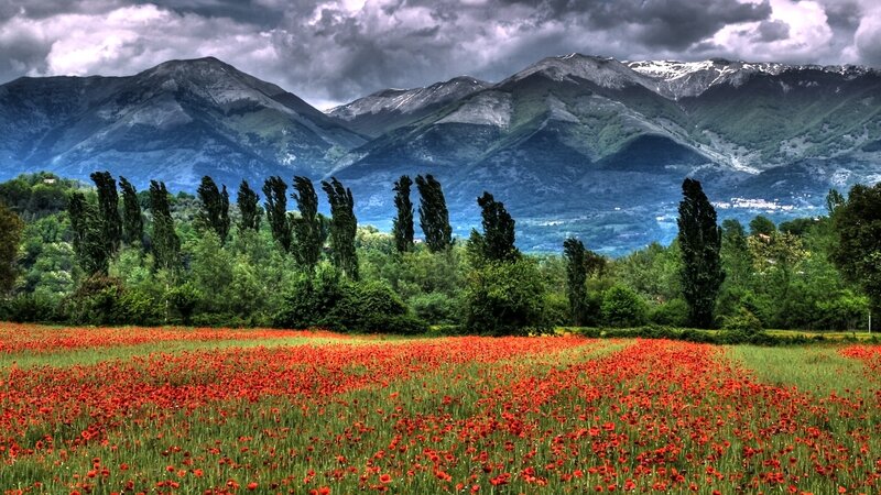 Red Poppy Field — Dramatic, Afternoon, Photograph, Mountains, Trees, Clouds
