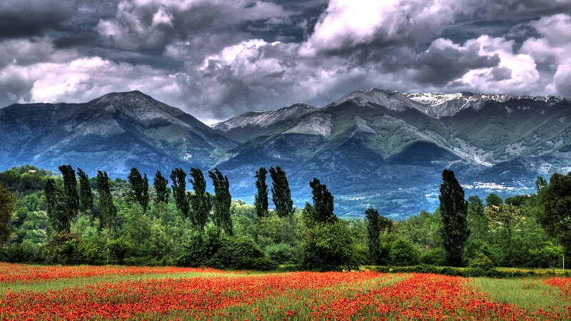 Red Poppy Field — Dramatic, Afternoon, Photograph, Mountains, Trees