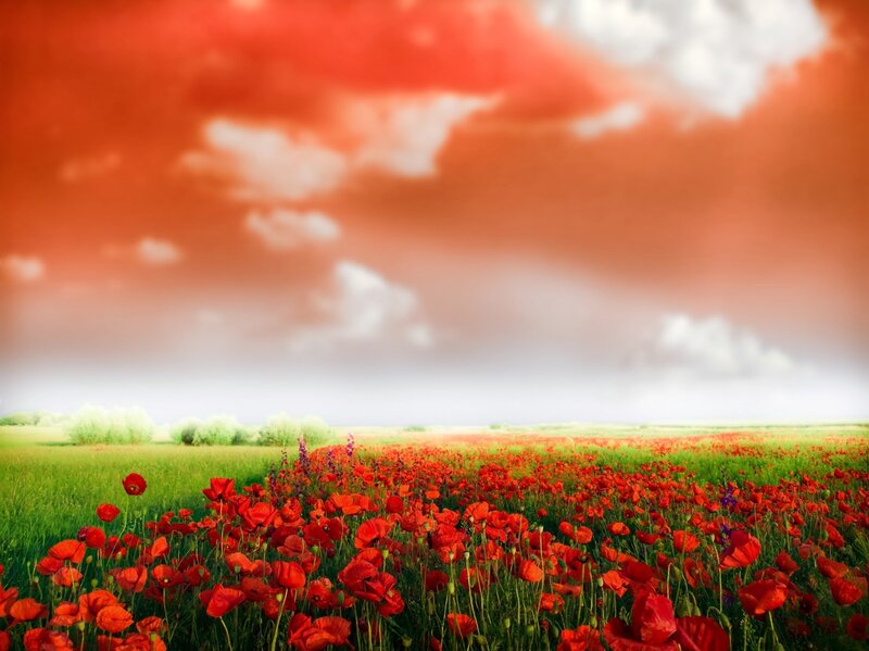 Red Poppy Field — Dramatic, Afternoon, Photograph, Sky, Clouds