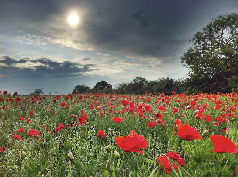 Red Poppy Field — Dramatic, Afternoon, Photograph, Sky
