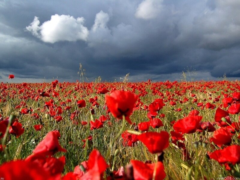 Red Poppy Field — Dramatic, Afternoon, Photograph
