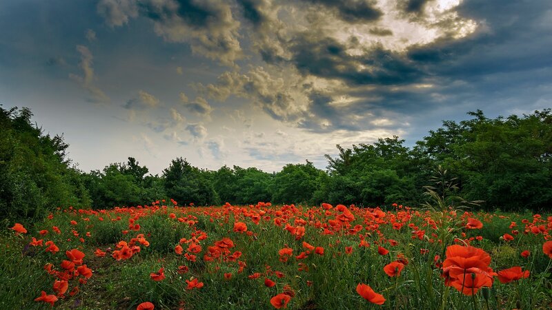 Red Poppy Field — Dramatic, Afternoon, Photograph, Trees, Clouds