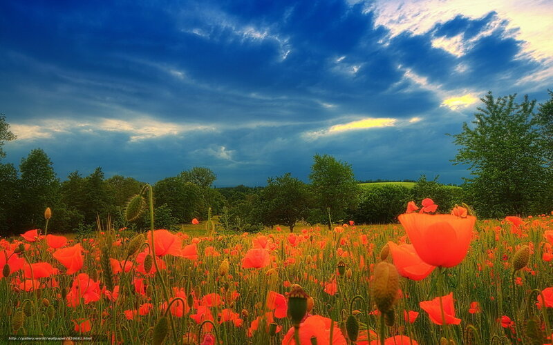 Red Poppy Field — Dramatic, Afternoon, Photograph, Trees, Sky