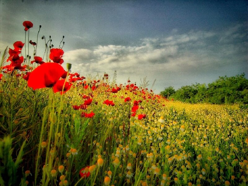 Red Poppy Field — Dramatic, Afternoon, Photograph, Wildflowers