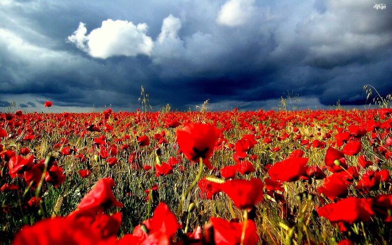 Red Poppy Field — Dramatic, Afternoon