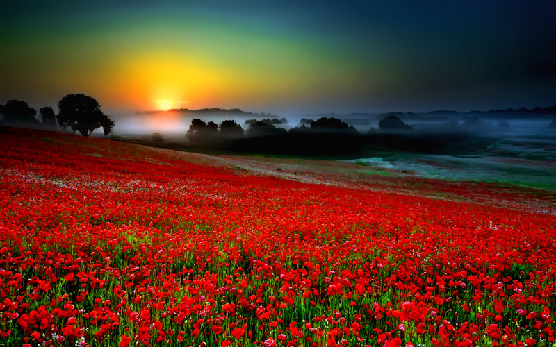 Red Poppy Field — Dramatic, Sunrise, Photograph