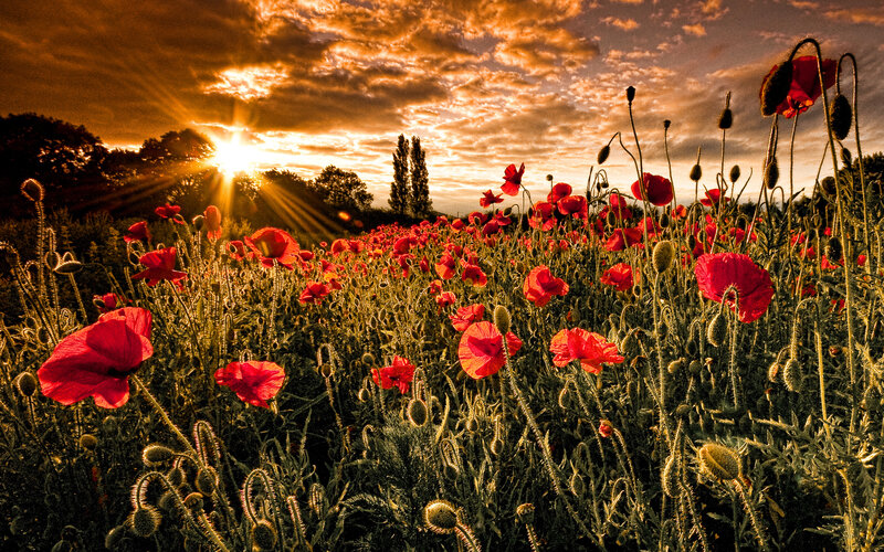 Red Poppy Field — Dramatic, Sunrise