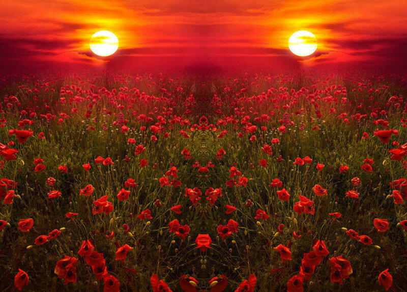 Red Poppy Field — Dramatic, Sunset, Digital Art, Sky