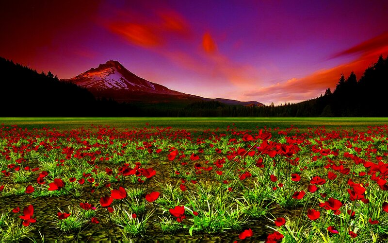 Red Poppy Field — Dramatic, Sunset, Digital Art