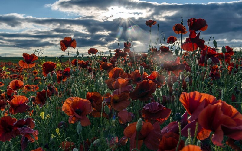 Red Poppy Field — Dramatic, Sunset, Photograph, Clouds, Sun