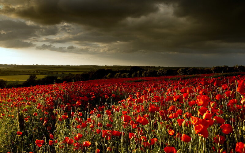 Red Poppy Field — Dramatic, Sunset, Photograph, Clouds, Trees