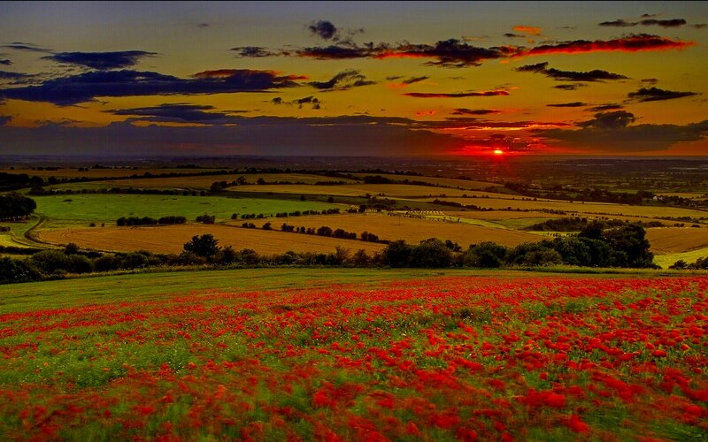 Red Poppy Field — Dramatic, Sunset, Photograph, Fields