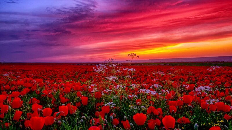 Red Poppy Field — Dramatic, Sunset, Photograph, Flowers, Sky