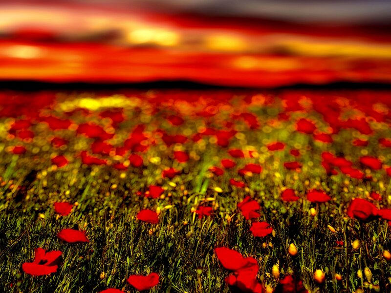 Red Poppy Field — Dramatic, Sunset, Photograph, Flowers