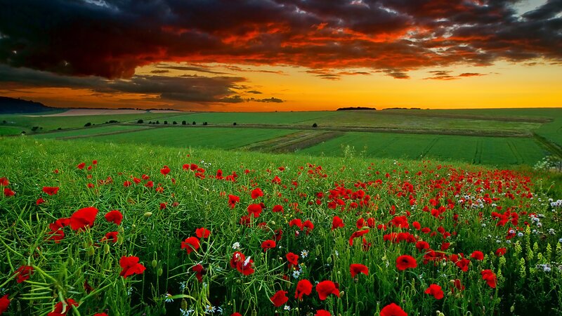 Red Poppy Field — Dramatic, Sunset, Photograph, Green Grass, Clouds