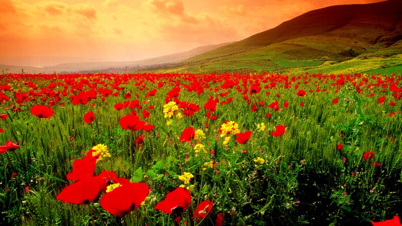 Red Poppy Field — Dramatic, Sunset, Photograph, Green Grass, Hills