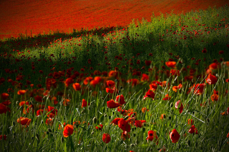 Red Poppy Field — Dramatic, Sunset, Photograph, Green Grass
