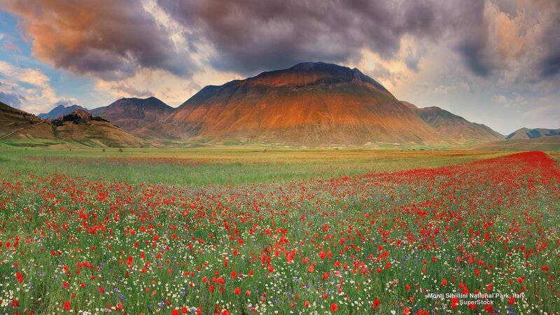 Red Poppy Field — Dramatic, Sunset, Photograph, Mountains