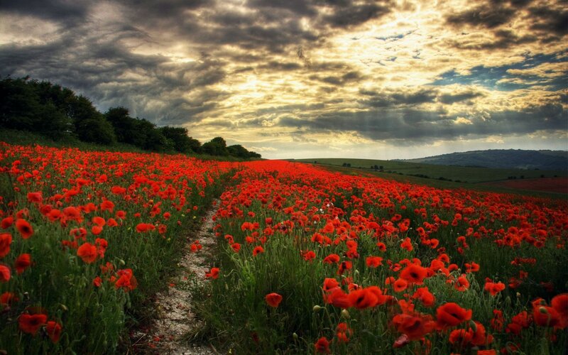 Red Poppy Field — Dramatic, Sunset, Photograph, Path, Clouds, Hills