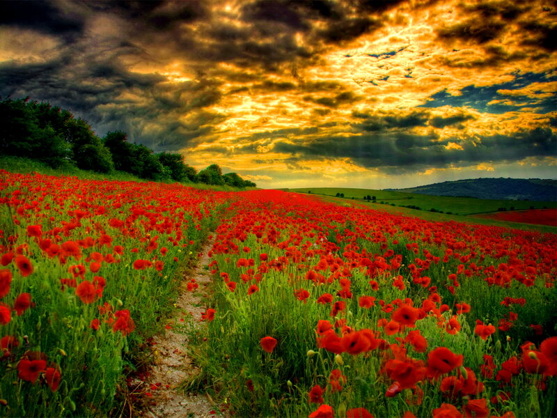 Red Poppy Field — Dramatic, Sunset, Photograph, Path, Clouds