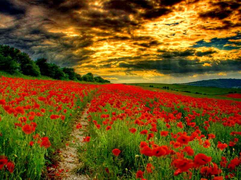Red Poppy Field — Dramatic, Sunset, Photograph, Path