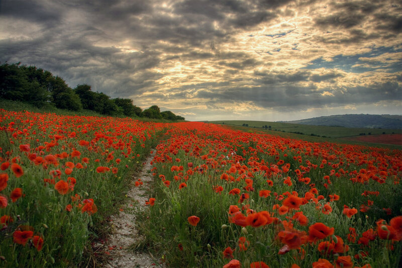 Red Poppy Field — Dramatic, Sunset, Photograph, Path, Trees