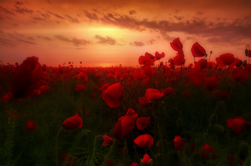 Red Poppy Field — Dramatic, Sunset, Photograph, Sky, Clouds, Grass