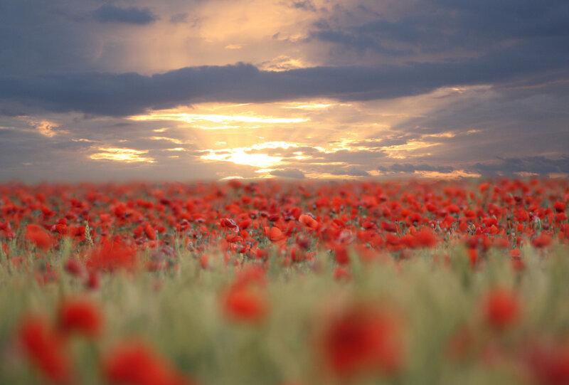 Red Poppy Field — Dramatic, Sunset, Photograph, Sky, Clouds, Sun
