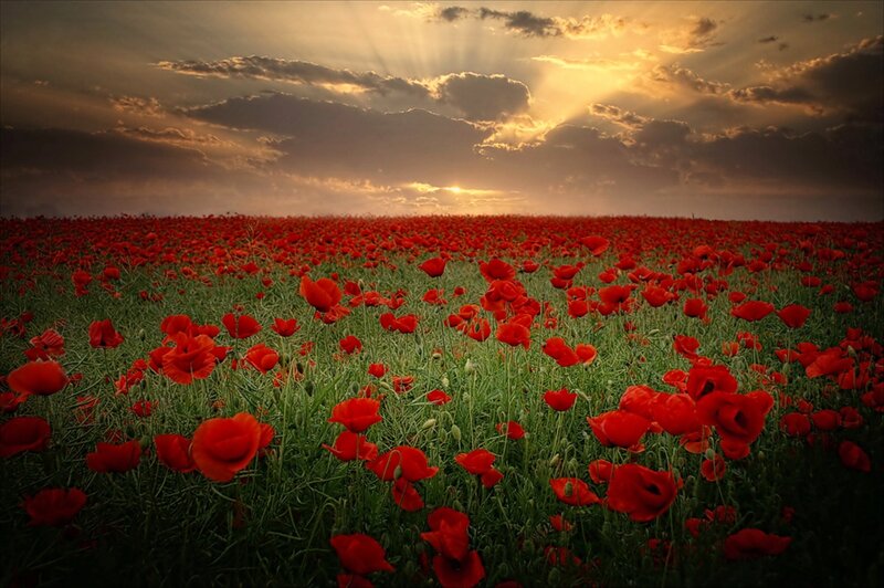 Red Poppy Field — Dramatic, Sunset, Photograph, Sky, Clouds